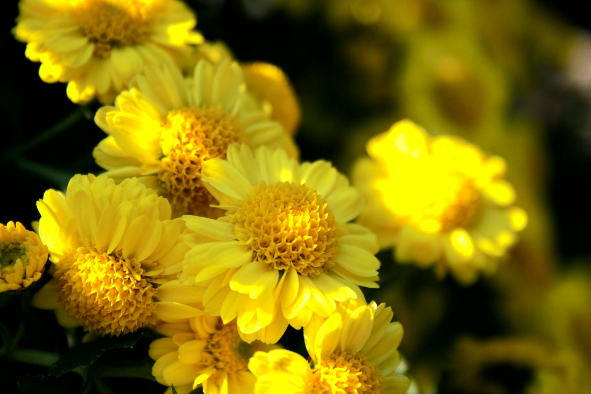 Drømmer om blomster — hva betyr det?