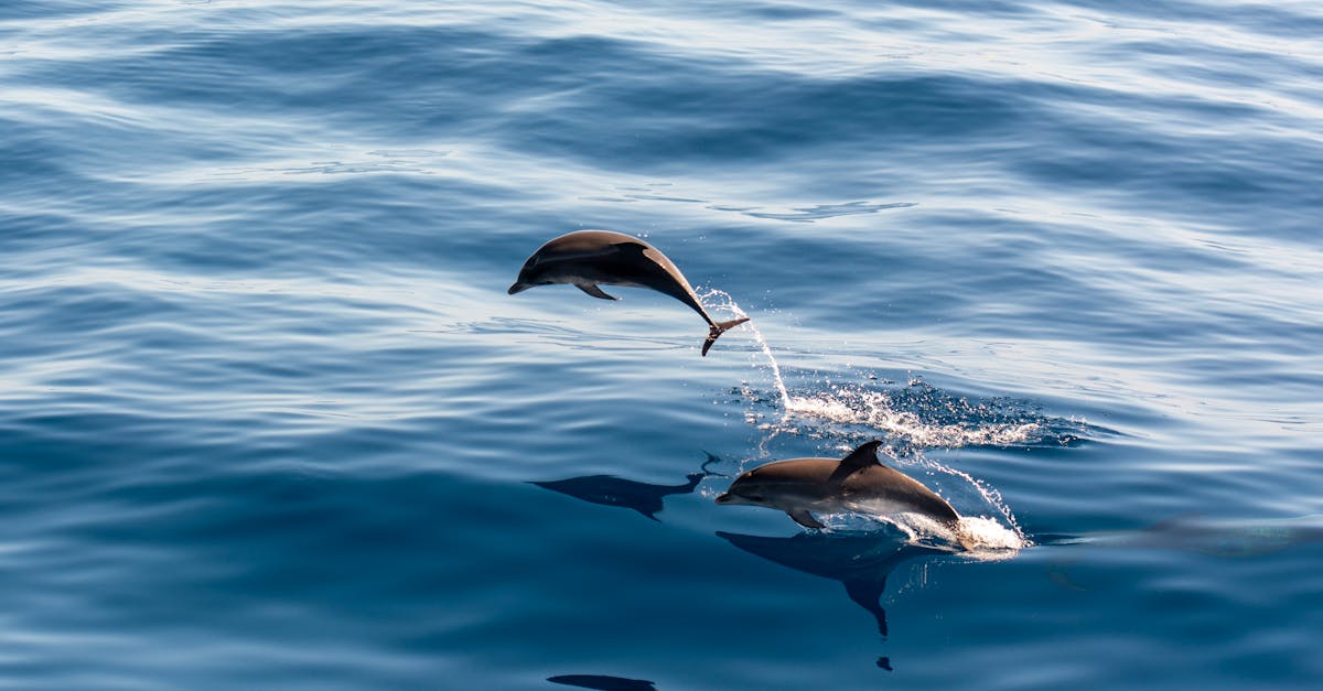 Drømmer om delfin — hva betyr det?