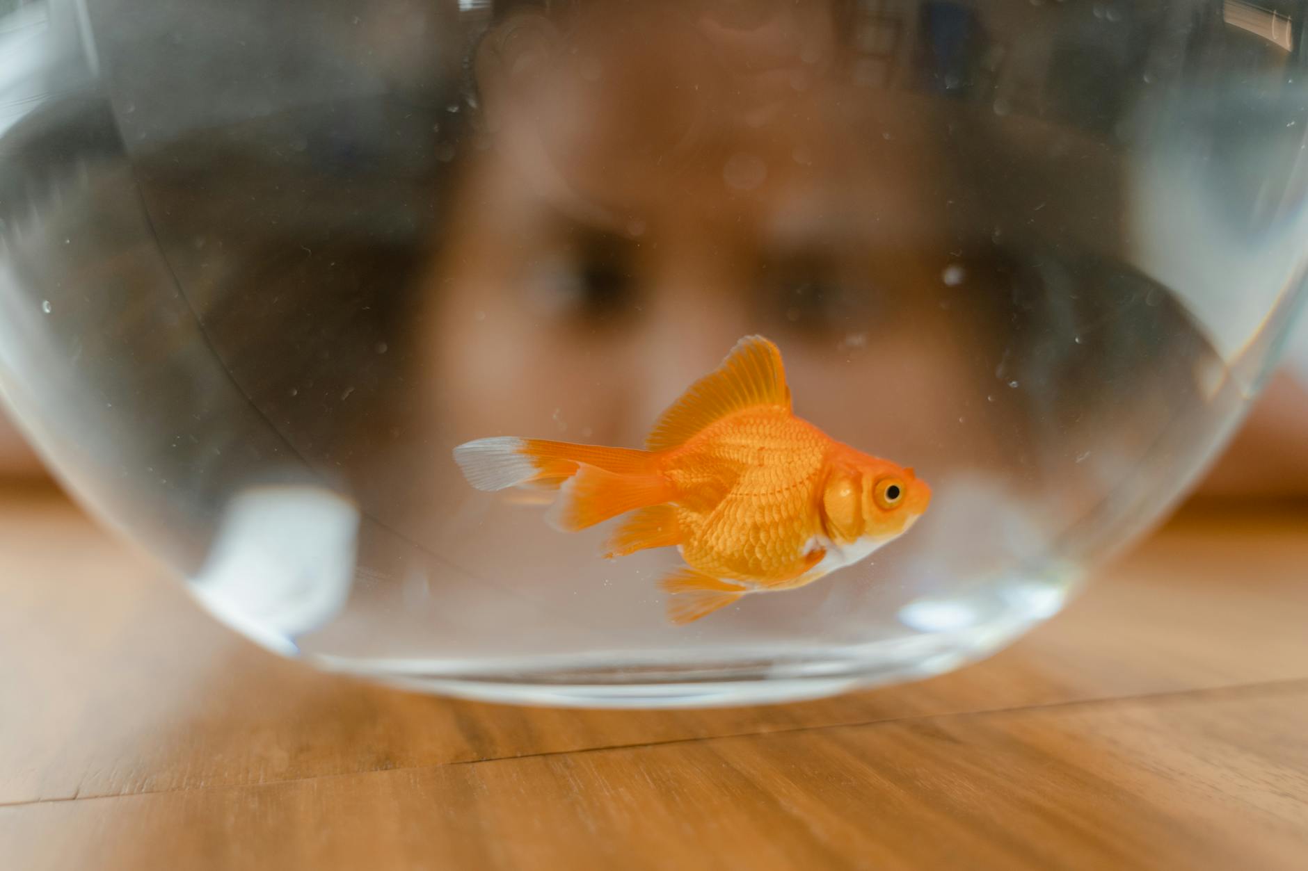Drømmer om gullfisk — hva betyr det?