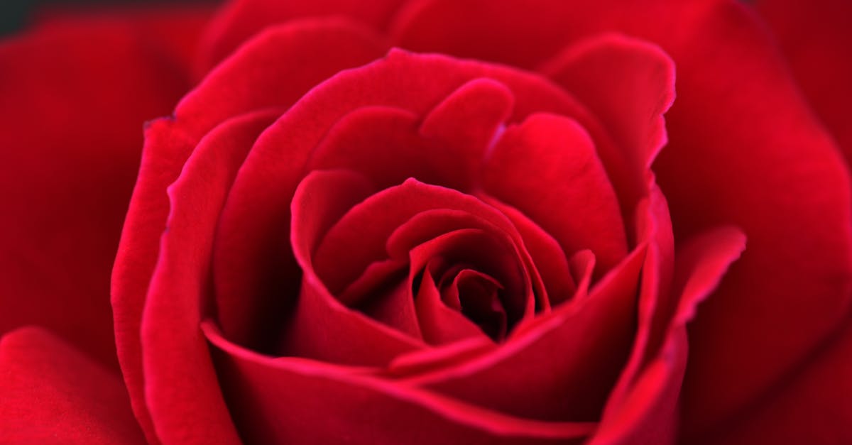 Drømmer om rose — hva betyr det?