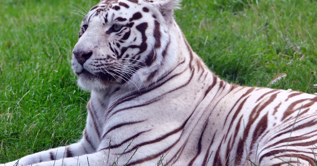 Drømmer om tiger — hva betyr det?